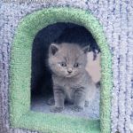 Британский котенок из питомника silvery snow