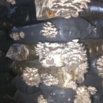 Мицелий грибов вешенки, субстраты грибов, почтовая рассылка