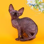 Котята Эльф, бамбино, Двэльф, канадский сфинкс от элитного питомника.