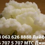Тибетский молочный гриб киев украина